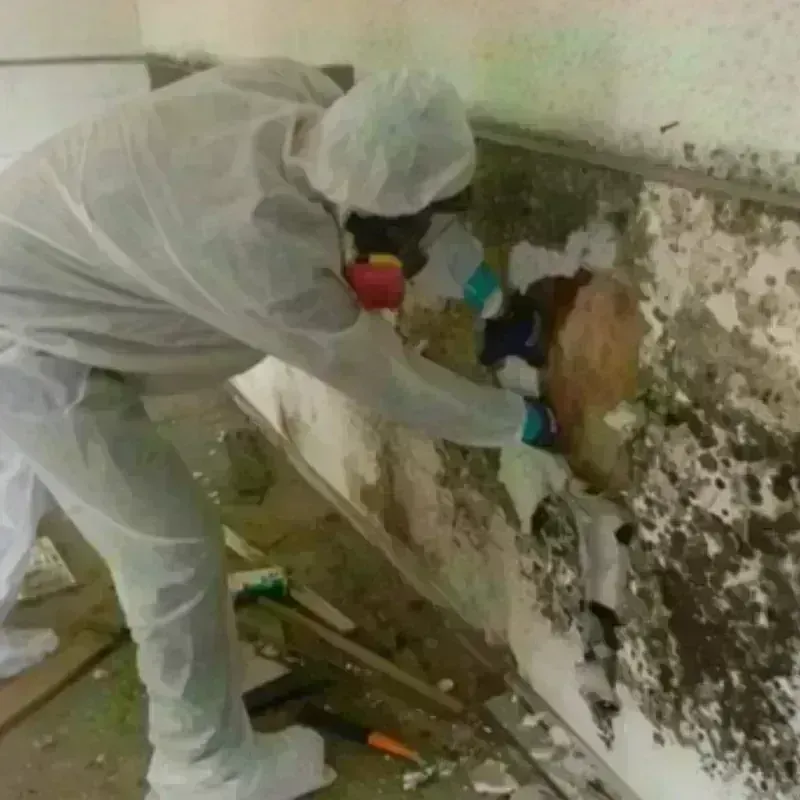 Mold Remediation and Removal in Allen Parish, LA